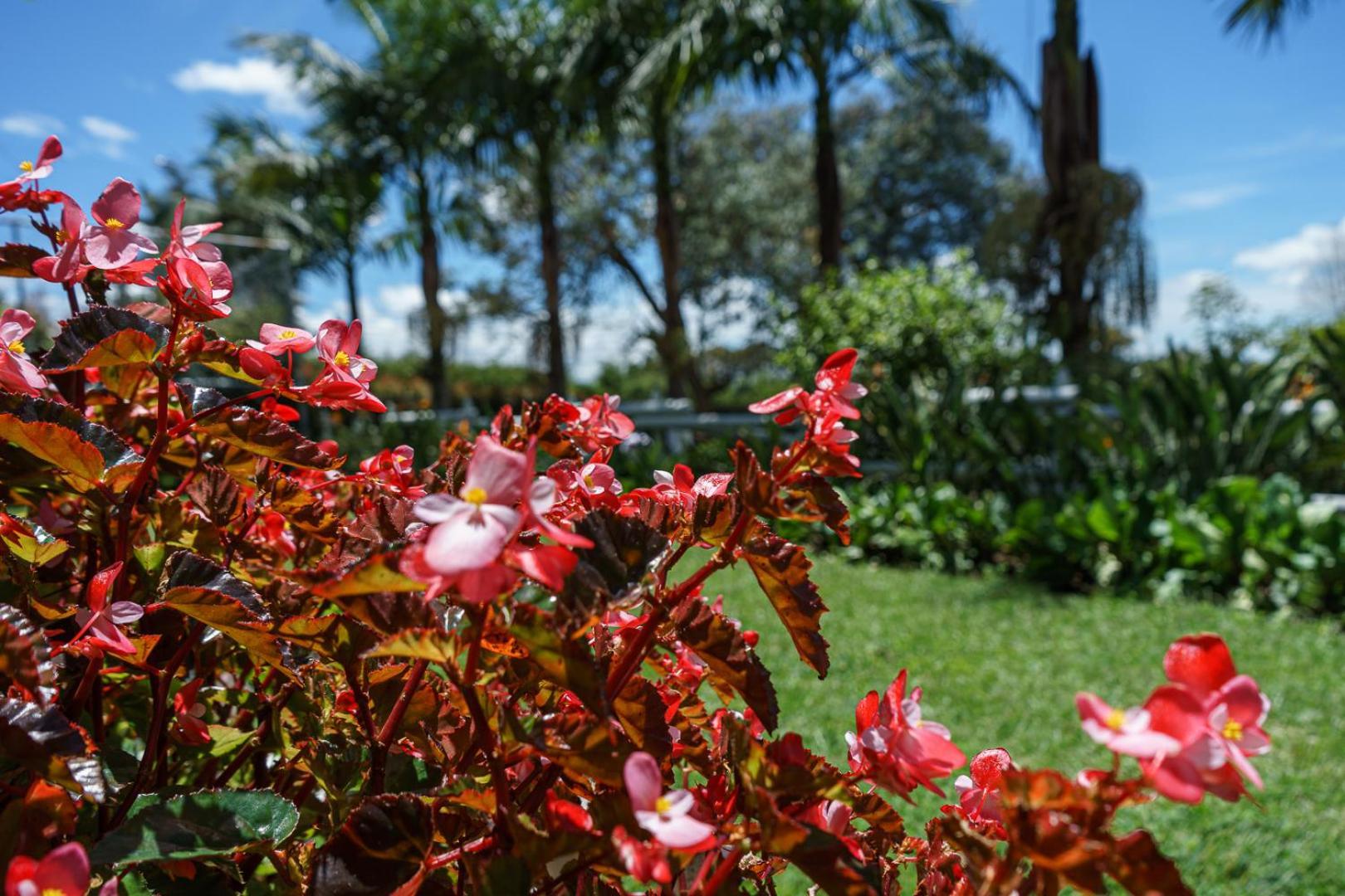 Finca Hotel 12 Palmas- Aeropuerto Jmc Rionegro Extérieur photo